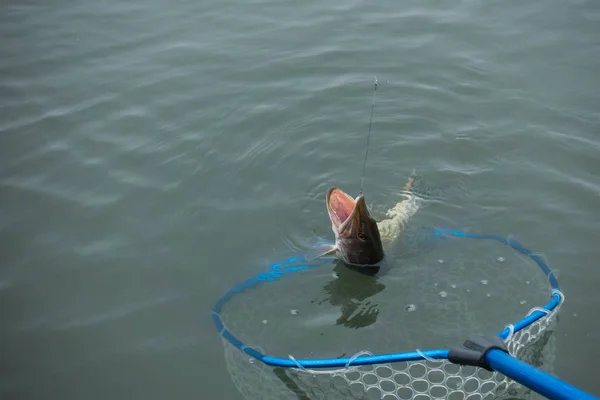 Pesca Lucio Lago — Foto de Stock