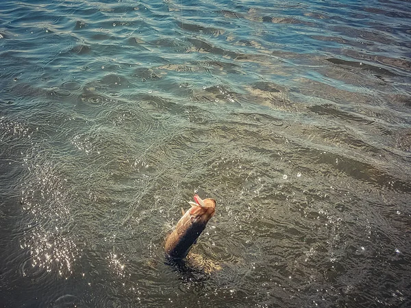 호수에서 고기잡는 일 — 스톡 사진