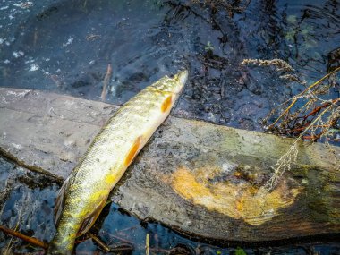 Bir balıkçı tema arka plan