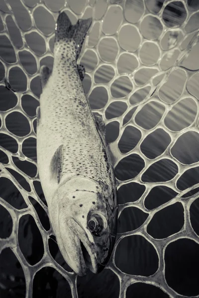 Рыбалка Форель Вблизи — стоковое фото