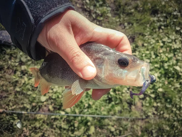 Zander Balıkçılık Nehri Üzerinde — Stok fotoğraf