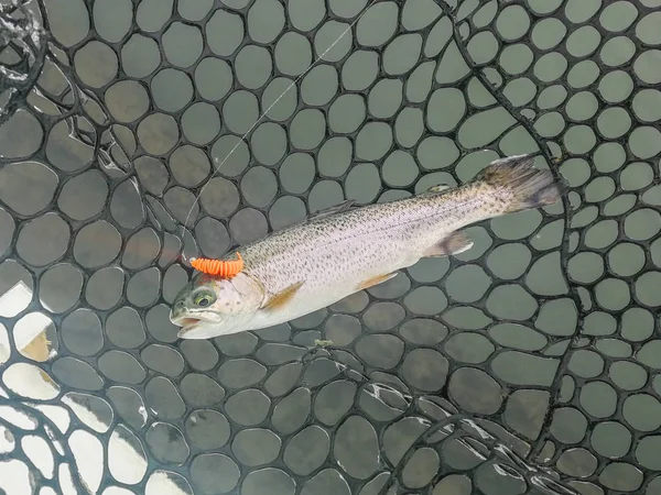 Trout Fishing Lake — Stock Photo, Image