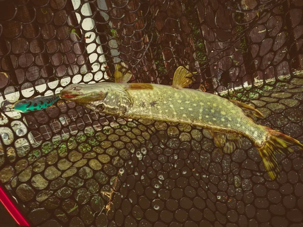 Pesca de lucio en el lago. Recreo de pesca — Foto de Stock