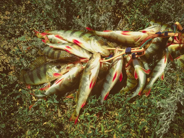 Gäddfiske på sjön. Fritidsfiske — Stockfoto