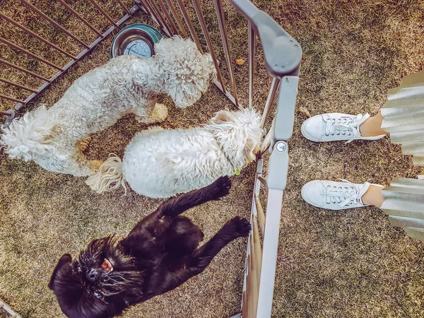 Trois chiens dans une cage — Photo