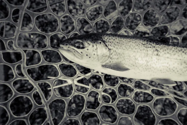 Trout fishing on the lake — Stock Photo, Image