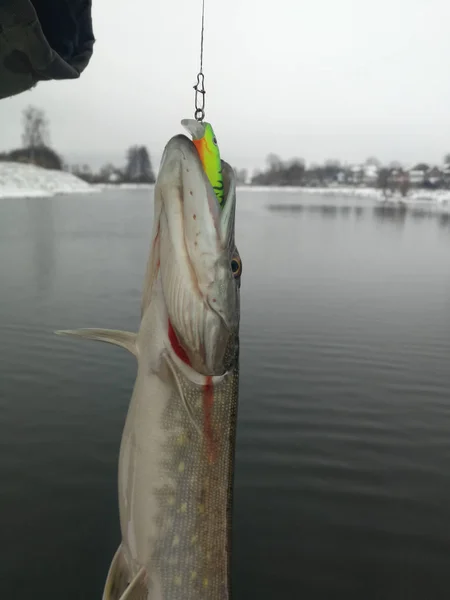 Pesca del luccio sul lago. Attività ricreative di pesca — Foto Stock