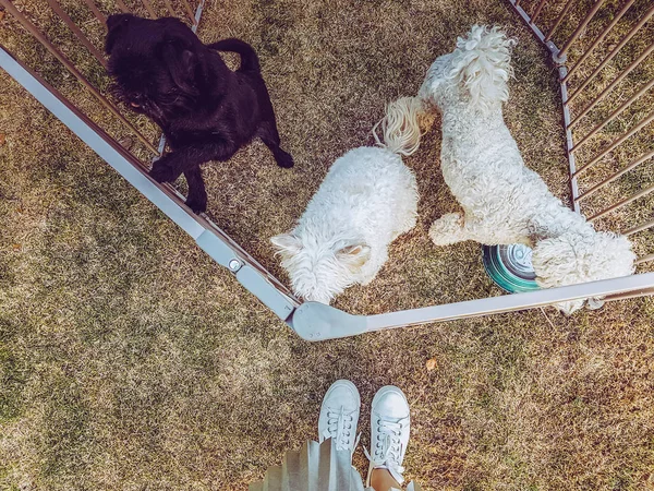 Três cães em uma jaula — Fotografia de Stock