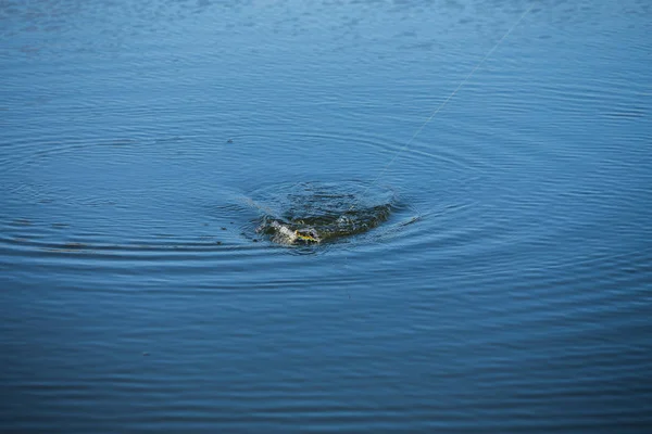 Pesca de lúcio no lago. Recreação de pesca — Fotografia de Stock