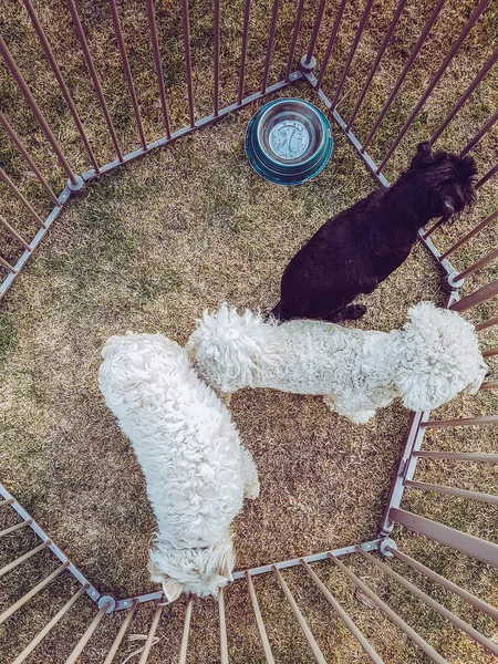 Три собаки в клітці — стокове фото