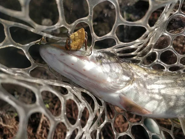 Pesca Lúcio Lago — Fotografia de Stock