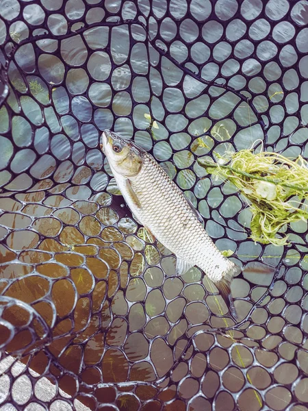 A pescar. Pescador e truta . — Fotografia de Stock