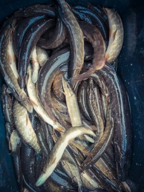 Bir balıkçı tema arka plan