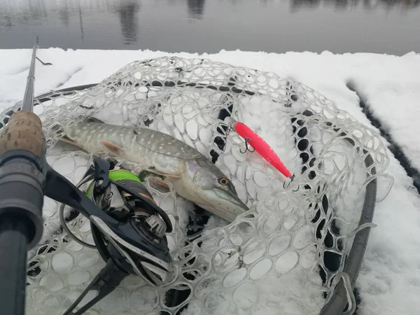 Pike horgászik a tavon. Halászati szabadidő — Stock Fotó