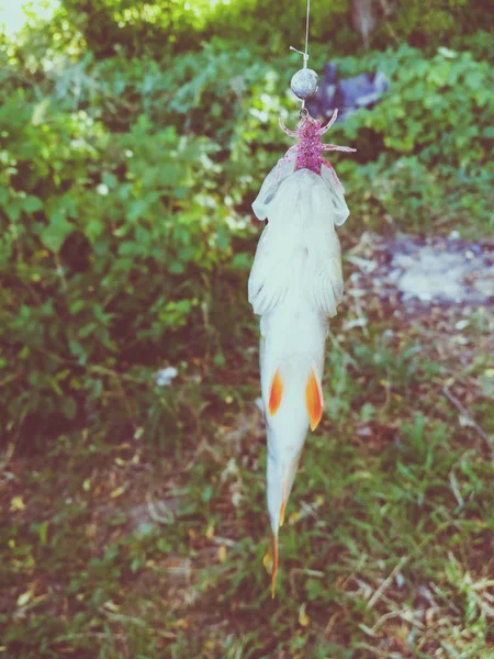 Złapali Małe Ryby Zbliżenie — Zdjęcie stockowe