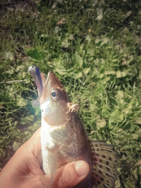 Zander Pêche Sur Rivière — Photo