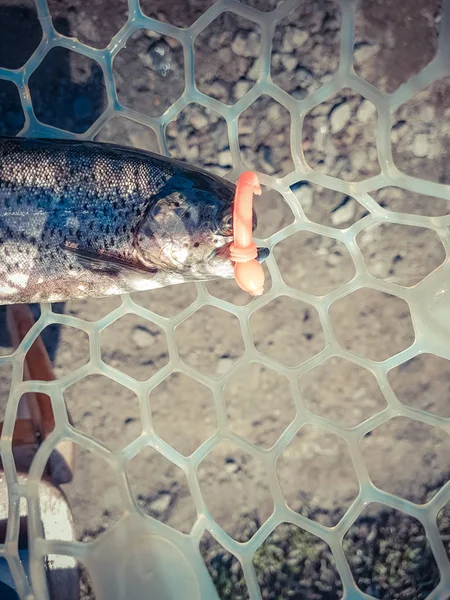 A pescar. Pescador e truta . — Fotografia de Stock