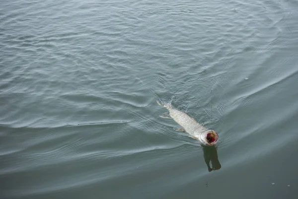 Pesca Lúcio Lago — Fotografia de Stock