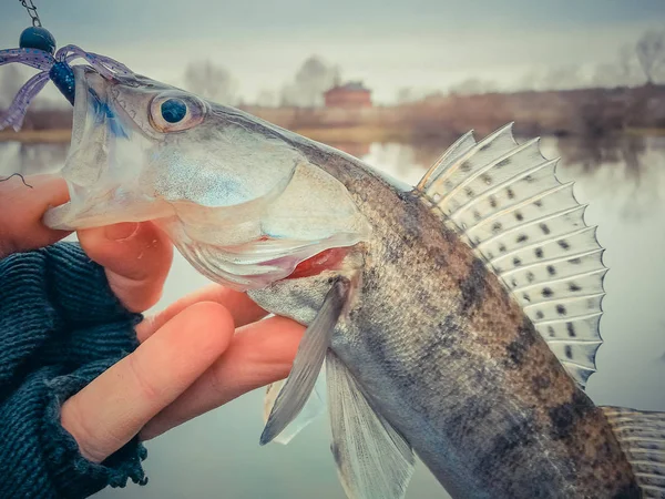 Background on a fishing theme — Stock Photo, Image