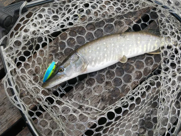 Pesca Lúcio Lago — Fotografia de Stock