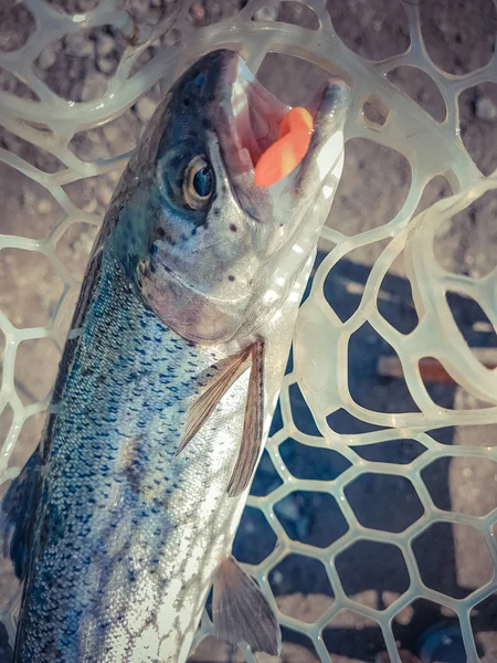 Balık tutma. Balıkçı ve alabalık. — Stok fotoğraf