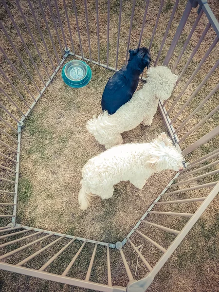 Kafeste üç köpek — Stok fotoğraf