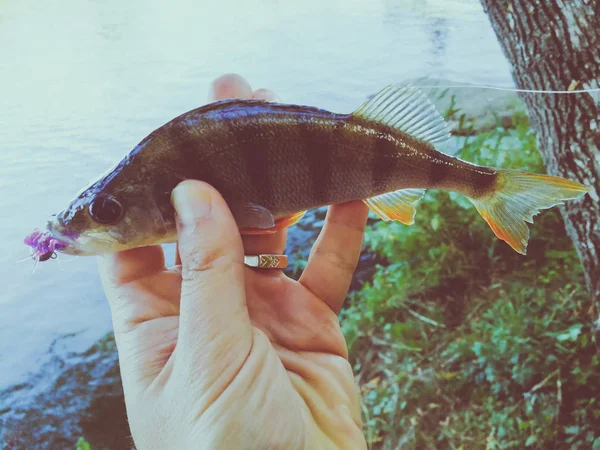 Pescador Está Sosteniendo Pez — Foto de Stock