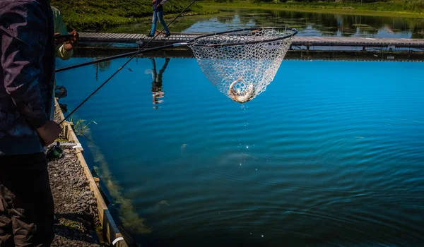 Pescador captura trucha arco iris del lago — Foto de Stock