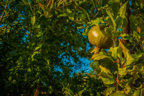 Zelené granátového jablka na stromě — Stock fotografie