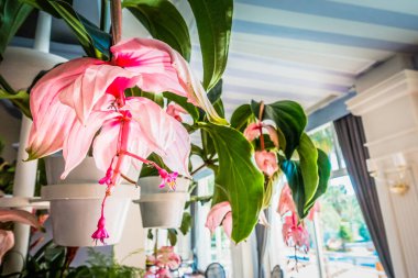 Deniz kenarındaki güzel resort peyzaj