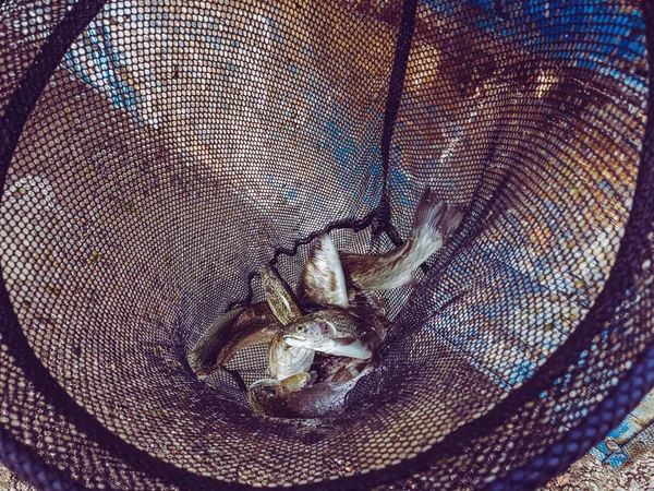 A pescar. Pescador e truta . — Fotografia de Stock