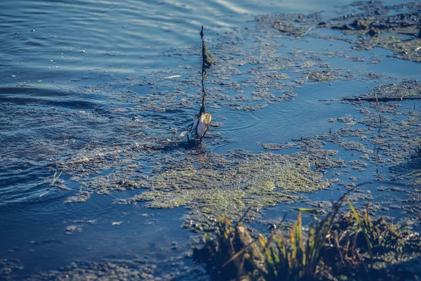 Риболовля щукою на озері. Риболовля відпочинок — стокове фото