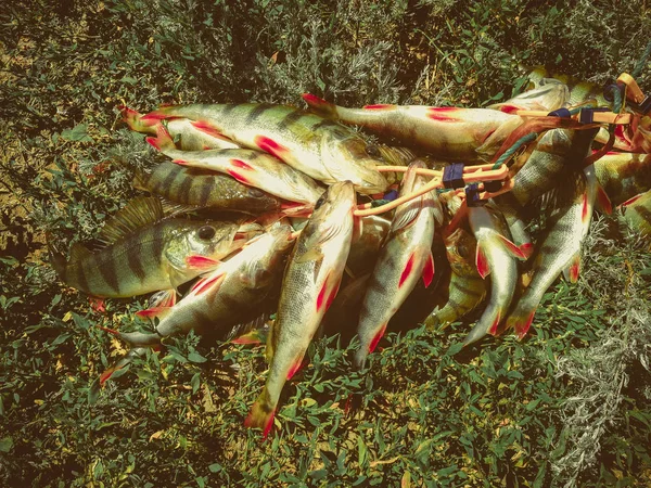 Pesca de lúcio no lago. Recreação de pesca — Fotografia de Stock