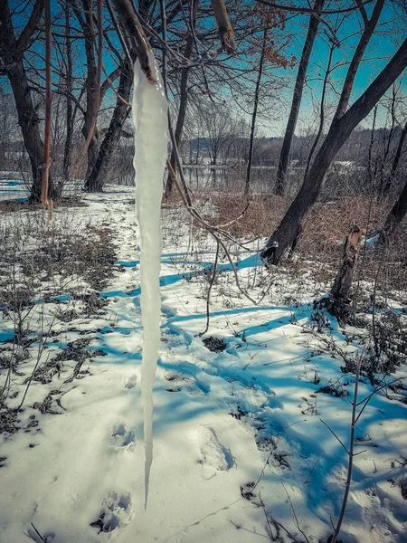 Icicli su un albero in inverno — Foto Stock