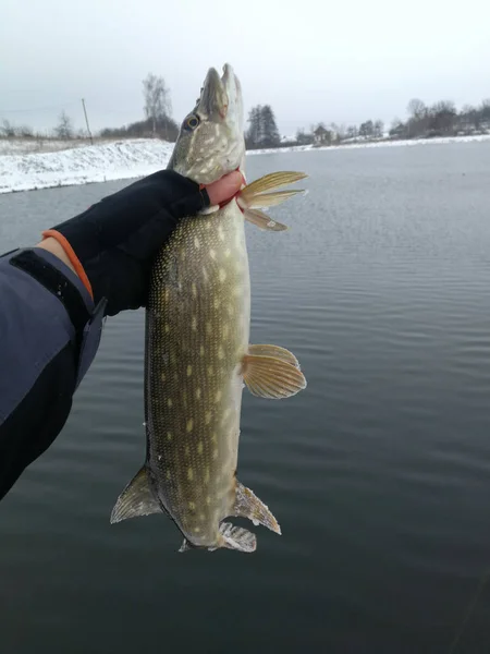 Pesca de lucio en el lago. Recreo de pesca — Foto de Stock