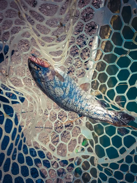 Contesto su un tema di pesca — Foto Stock