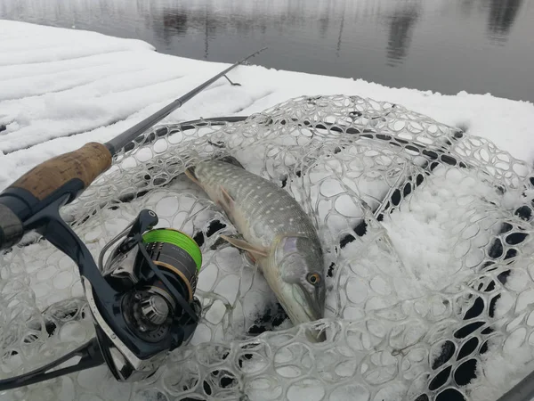 Pike horgászik a tavon. Halászati szabadidő — Stock Fotó