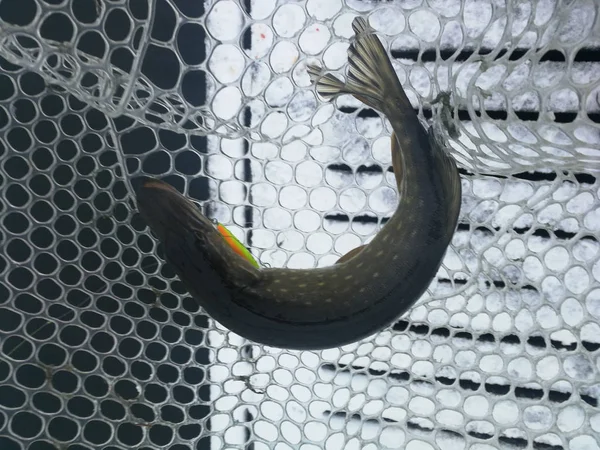 Pesca de lucio en el lago. Recreo de pesca — Foto de Stock