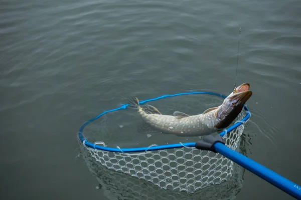 Pesca Lucio Lago —  Fotos de Stock