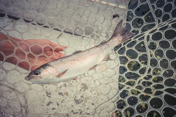 Pêche à la truite sur le lac — Photo