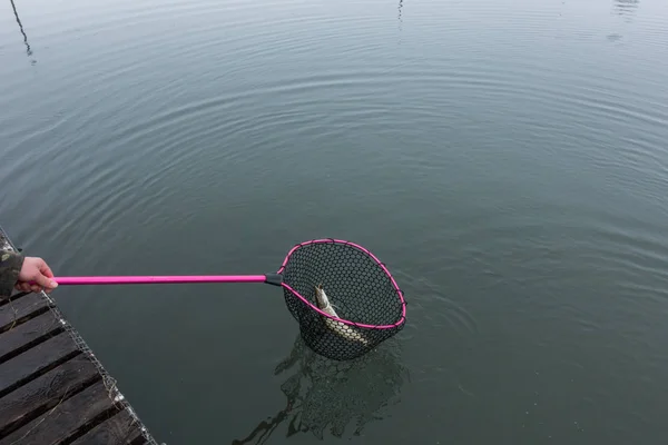 Pesca Del Luccio Sul Lago — Foto Stock