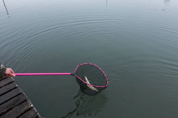 Pêche Brochet Sur Lac — Photo