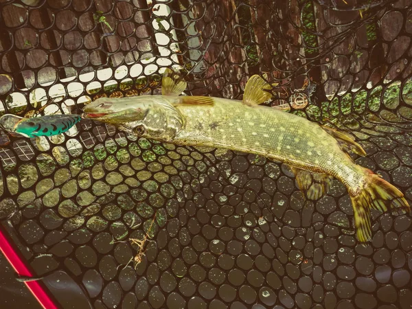 Pesca de lúcio no lago. Recreação de pesca — Fotografia de Stock