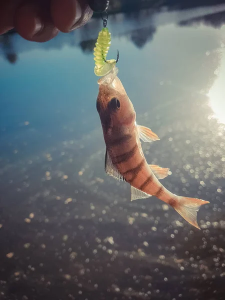 Snoekbaars Vissen Rivier — Stockfoto