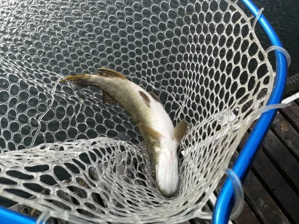 Pesca de lúcio no lago. Recreação de pesca — Fotografia de Stock