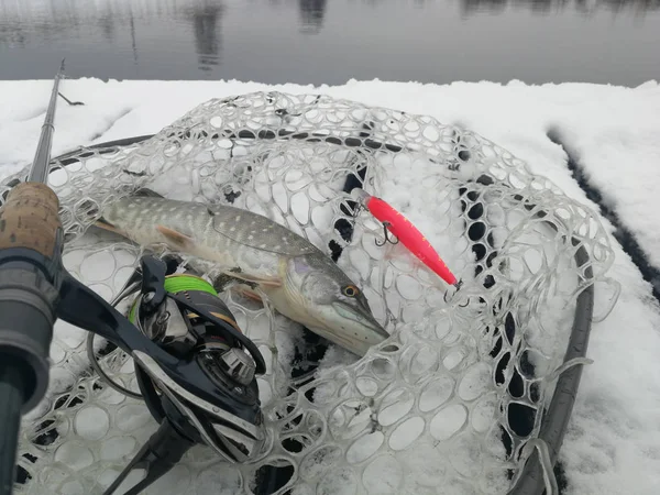 Pesca del luccio sul lago. Attività ricreative di pesca — Foto Stock