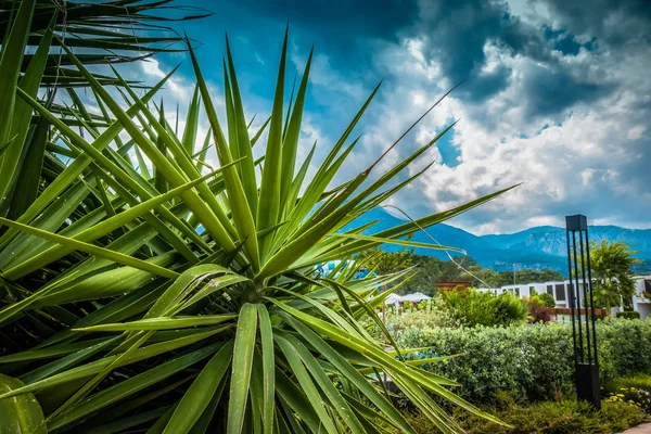 Beautiful seaside resort landscaping — Stock Photo, Image