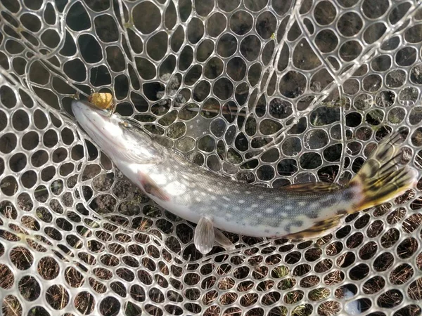 Pesca Lúcio Lago — Fotografia de Stock