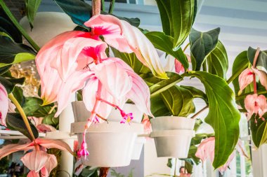 Deniz kenarındaki güzel resort peyzaj