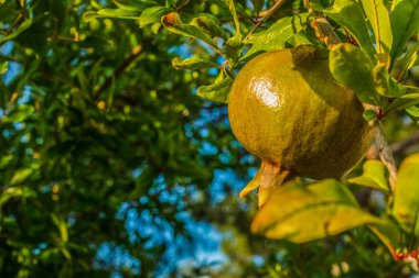 Yeşil nar ağacı üzerinde